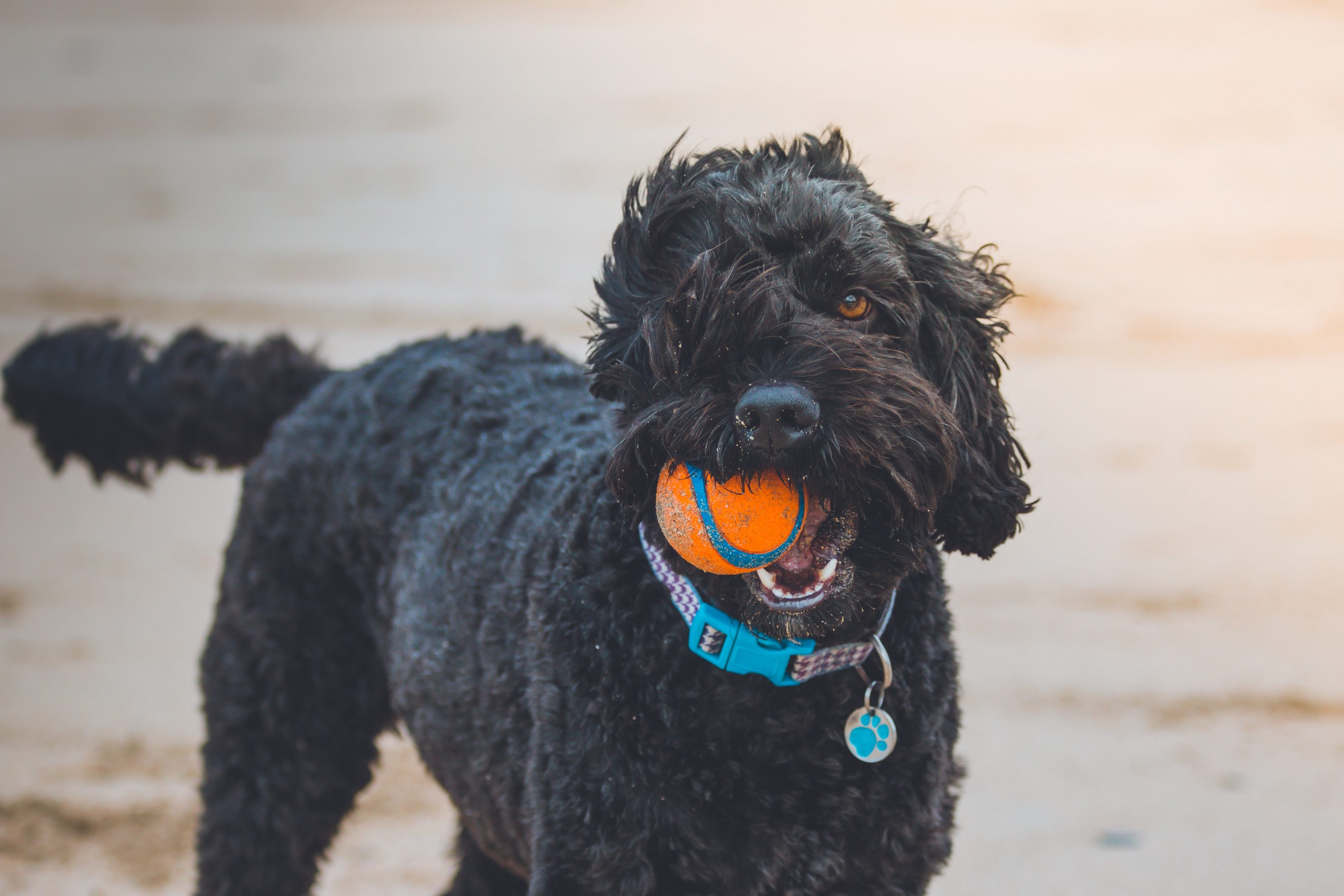 pet-friendly-retreats-retreat-group
